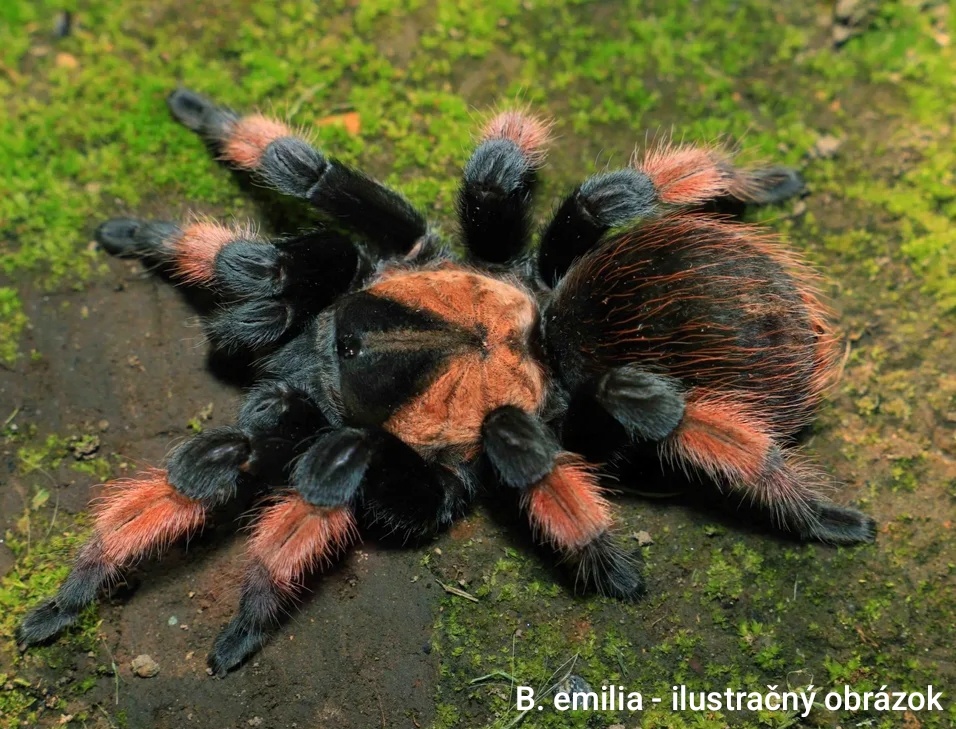 Vtáčkare, tarantuly, pavúky - 3