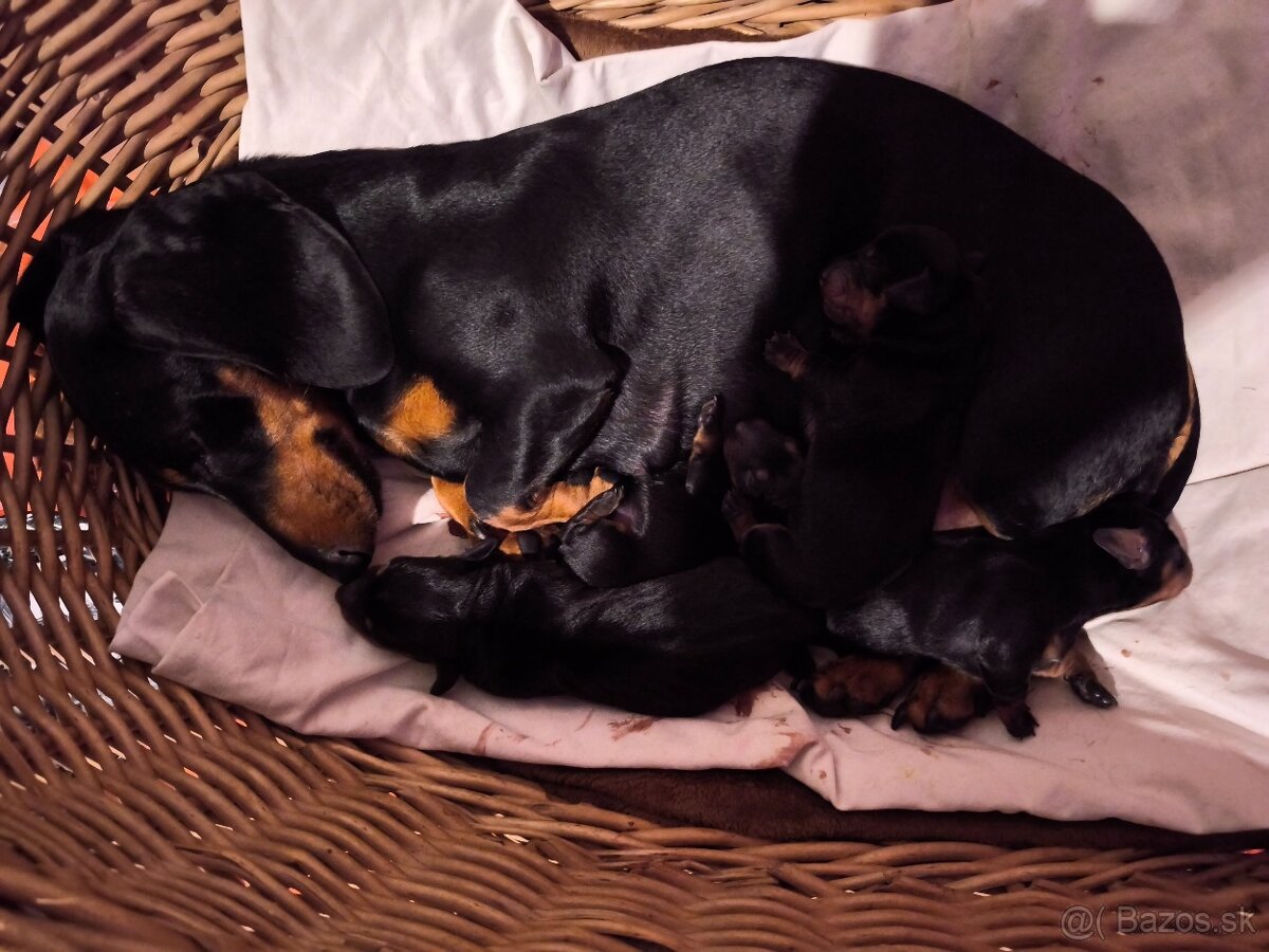 Trpasliči jazvečík - 3