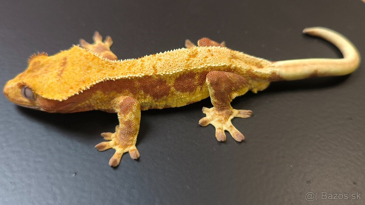 PAGEKON RIASNATY - 3