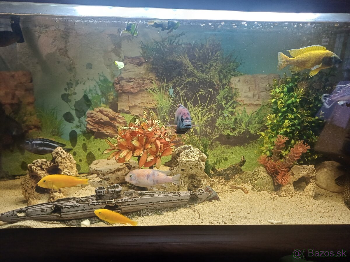 Akvárium 300 L+ ryby - 3