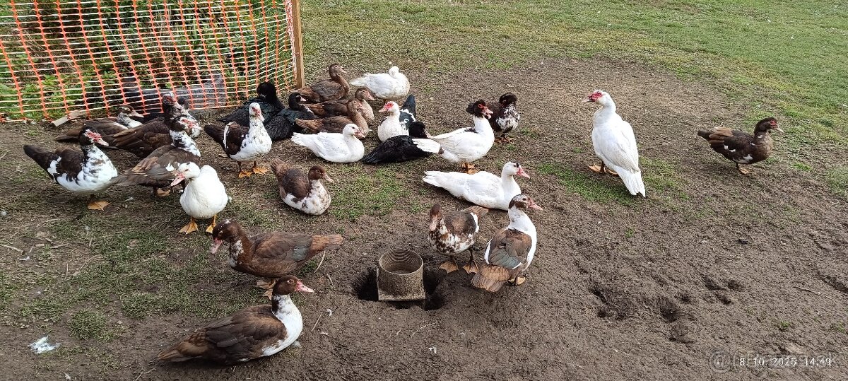 Činské pižmové kačice - 3