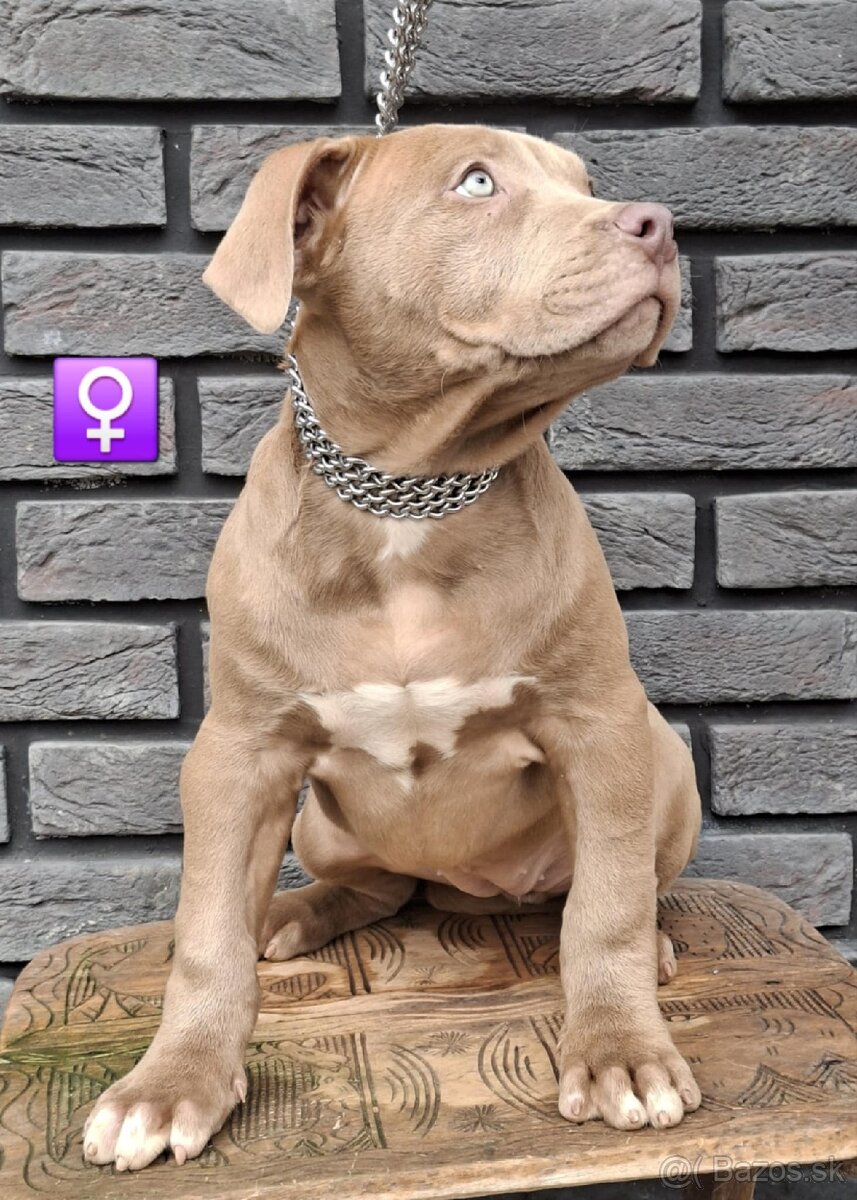 AMERICAN BULLY - 3