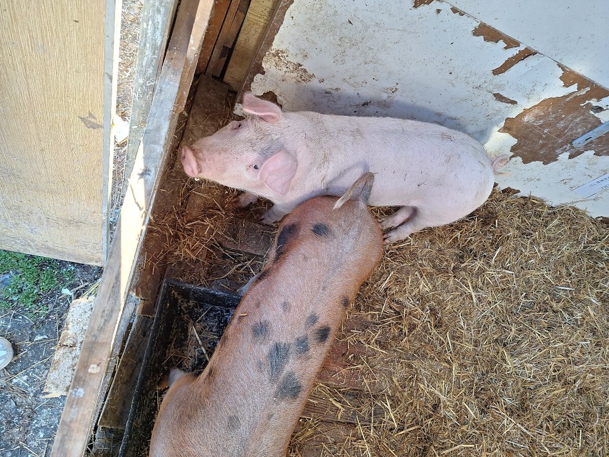 🐷 NA PREDAJ VÝKRMOVÉ PRASIATKA – 45–48 KG 🐷 - 3