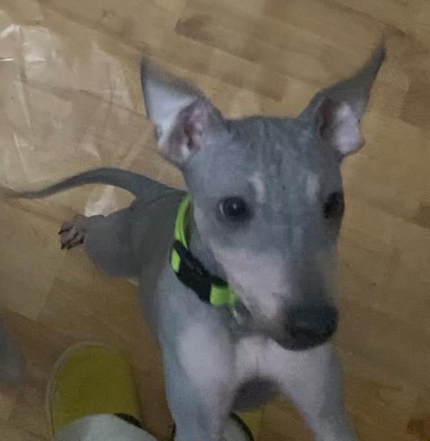 Americký bezsrstý teriér - štěně (fenka) - 3