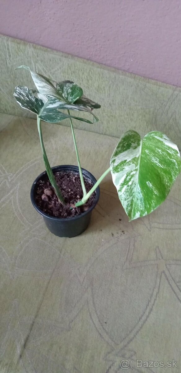 Monstera variegata - 3