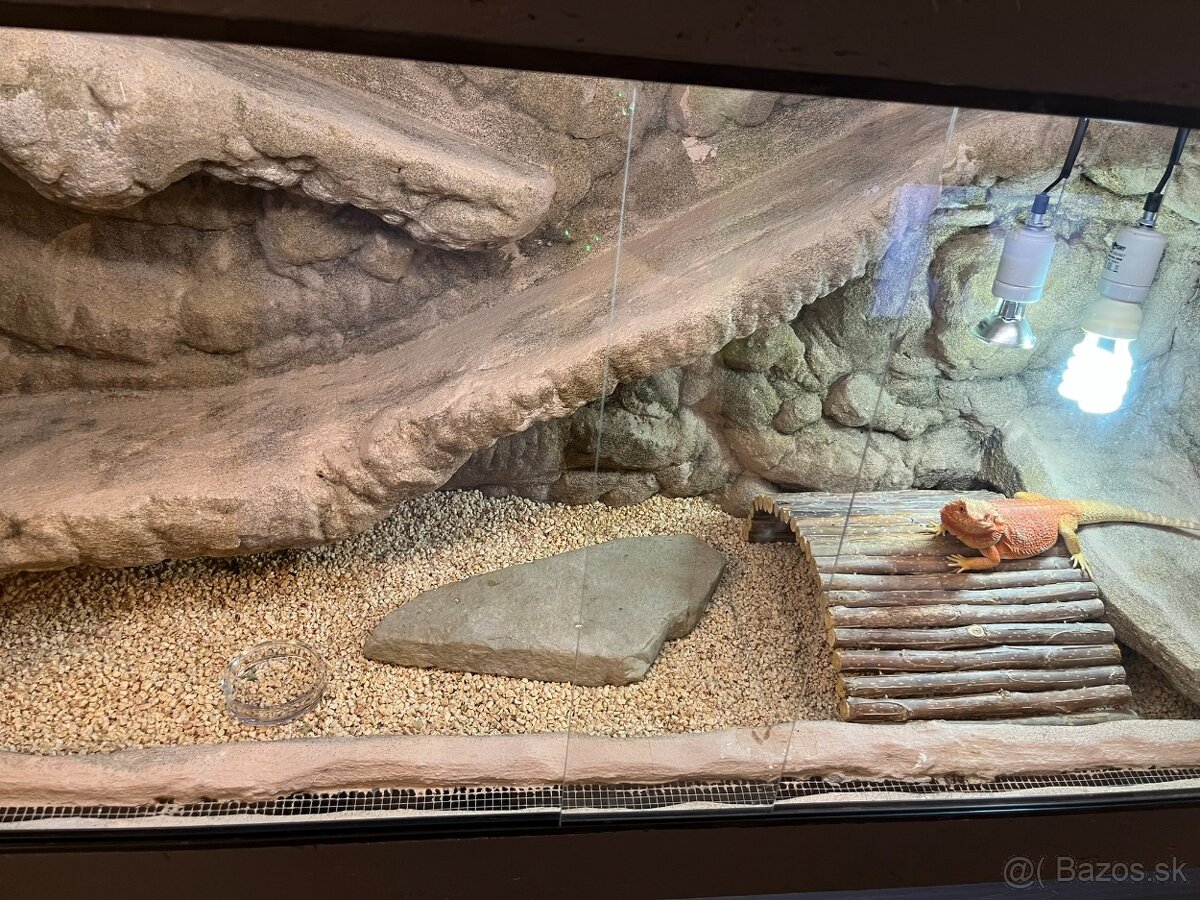 Agama bradatá + terárium - 3