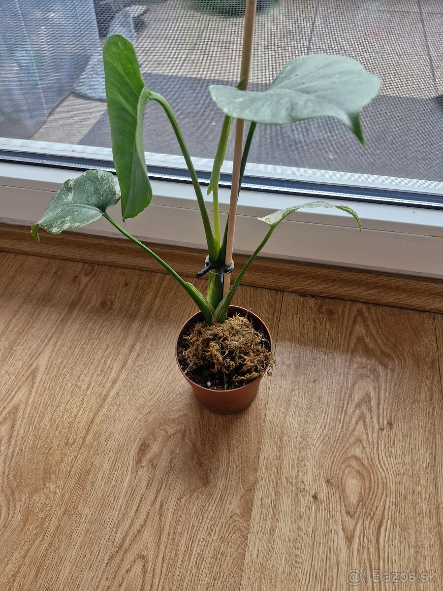 Monstera Albo,monstera white monster - 3