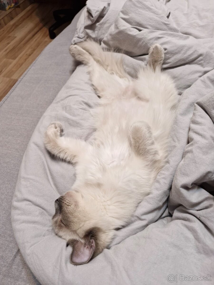 Ragdoll kocúr - 3