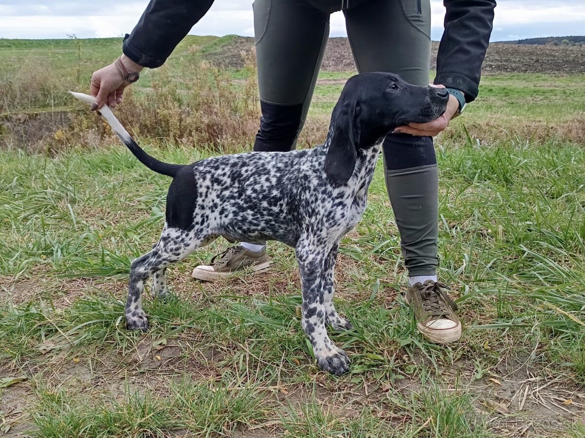 Německý krátkosrstý ohař - 3