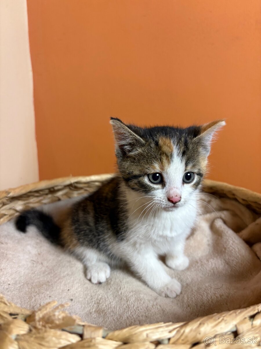 Roztomilé mačiatka hľadajú domov – zdarma - 3