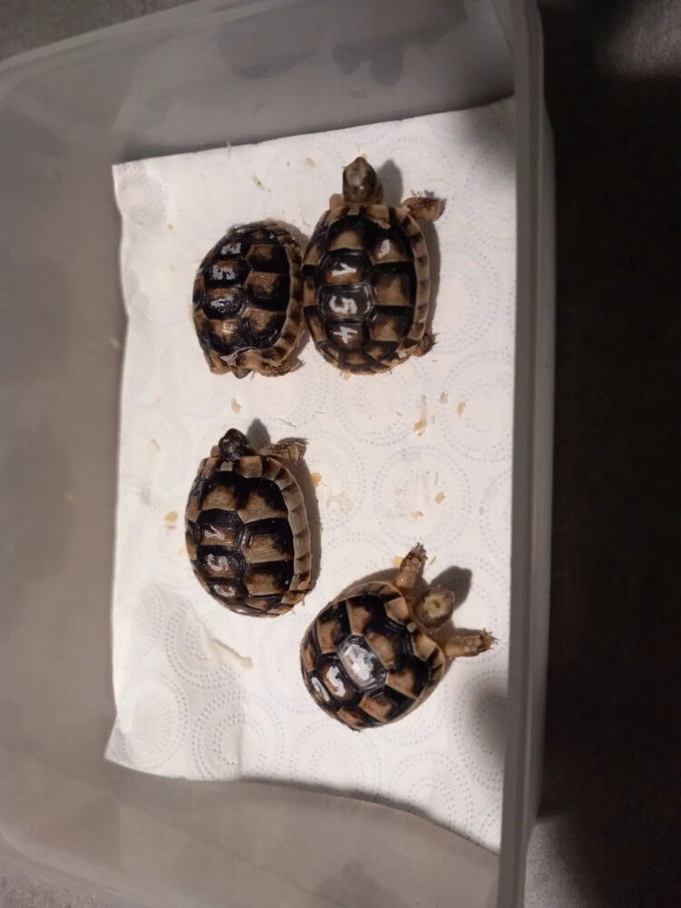 Predam malé suchozemske korytnačky testudo marginata - 3