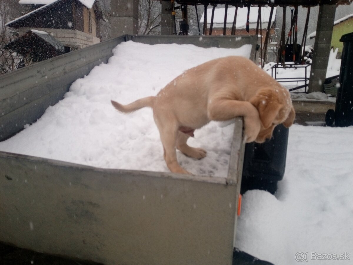 Labrador retriever - 3