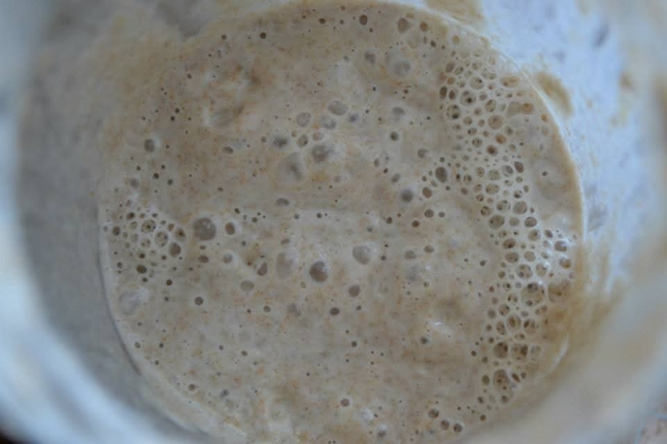 kvások lievito madre - 3