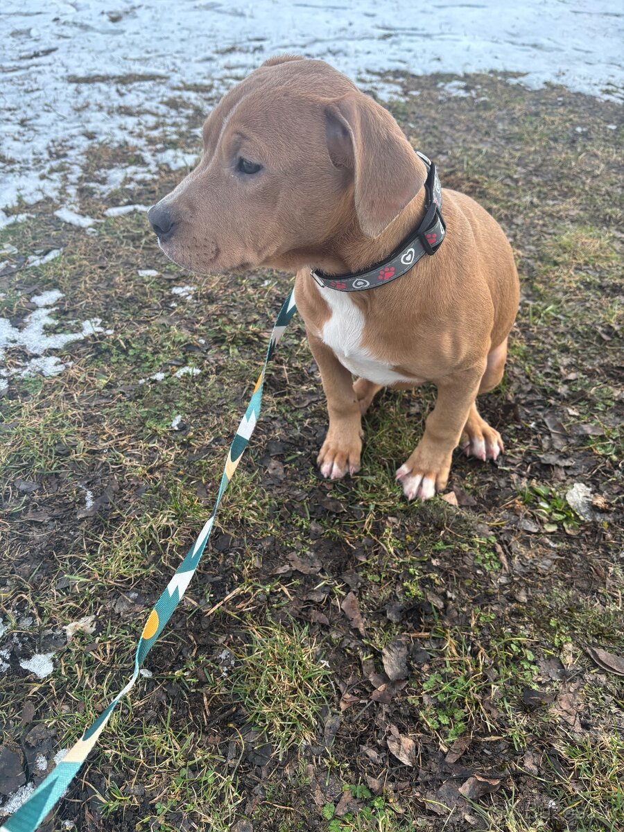 Americký stafordsirsky terier, Stafford, amstaf - 3