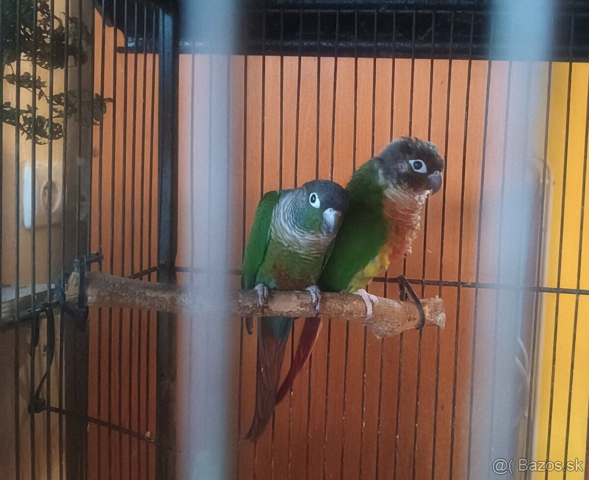 Pyrura zelenolíca - 3