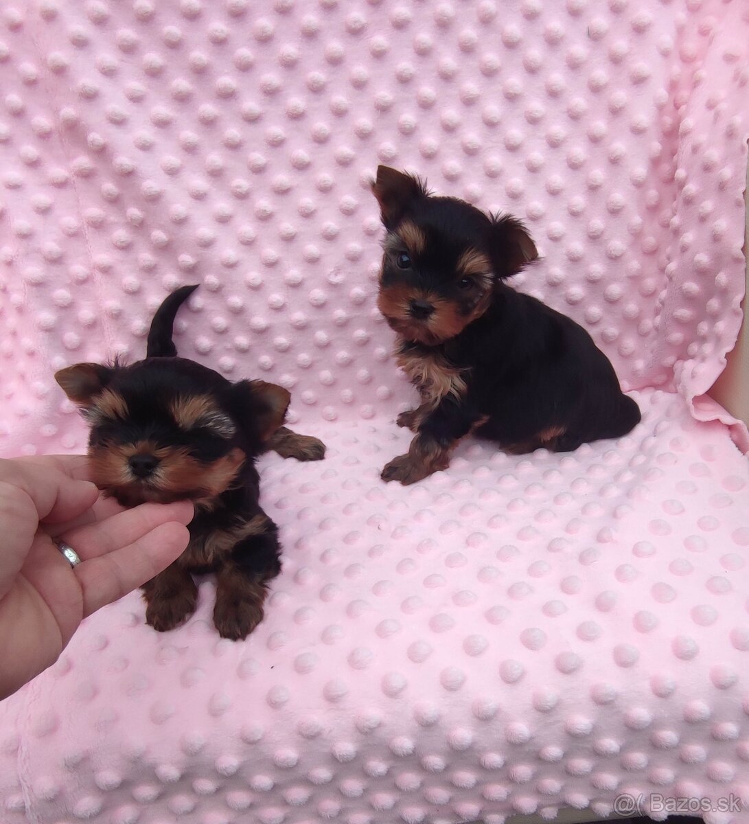 Yorkshire terrier - 3