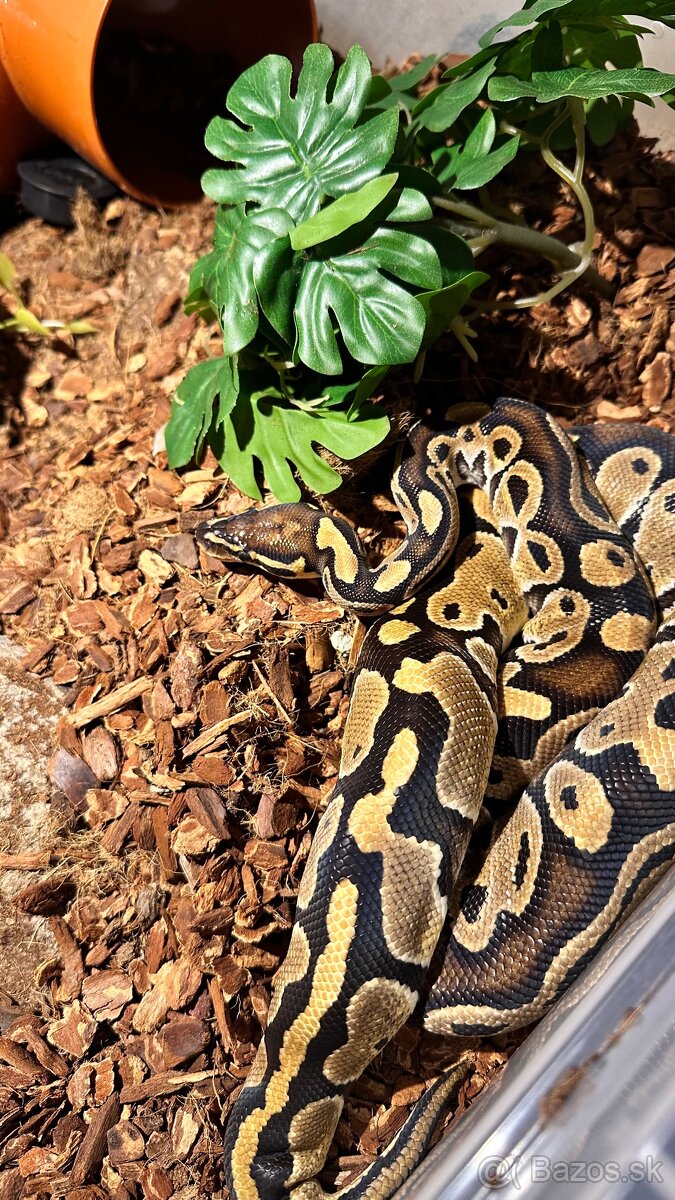 Python kráľovsky - 3