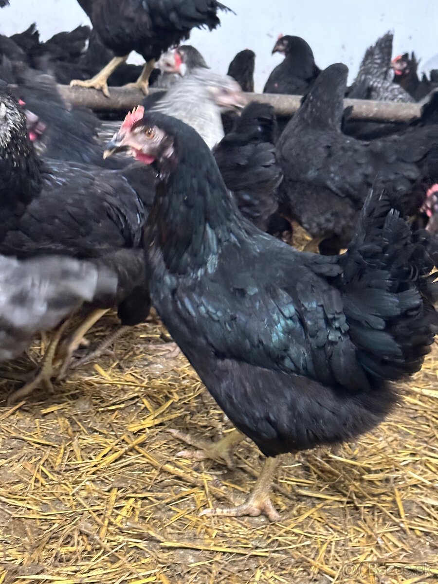 Predám mládky rôzne farby - 3