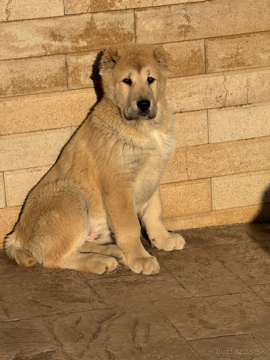 Stredoázijský ovčiak SAO - 3