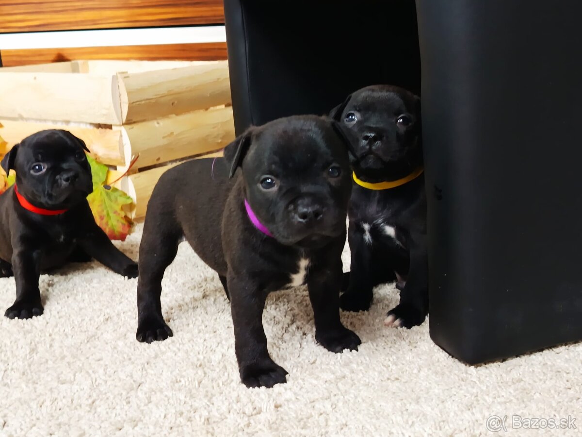 Stafordšírský bulteriér - 3