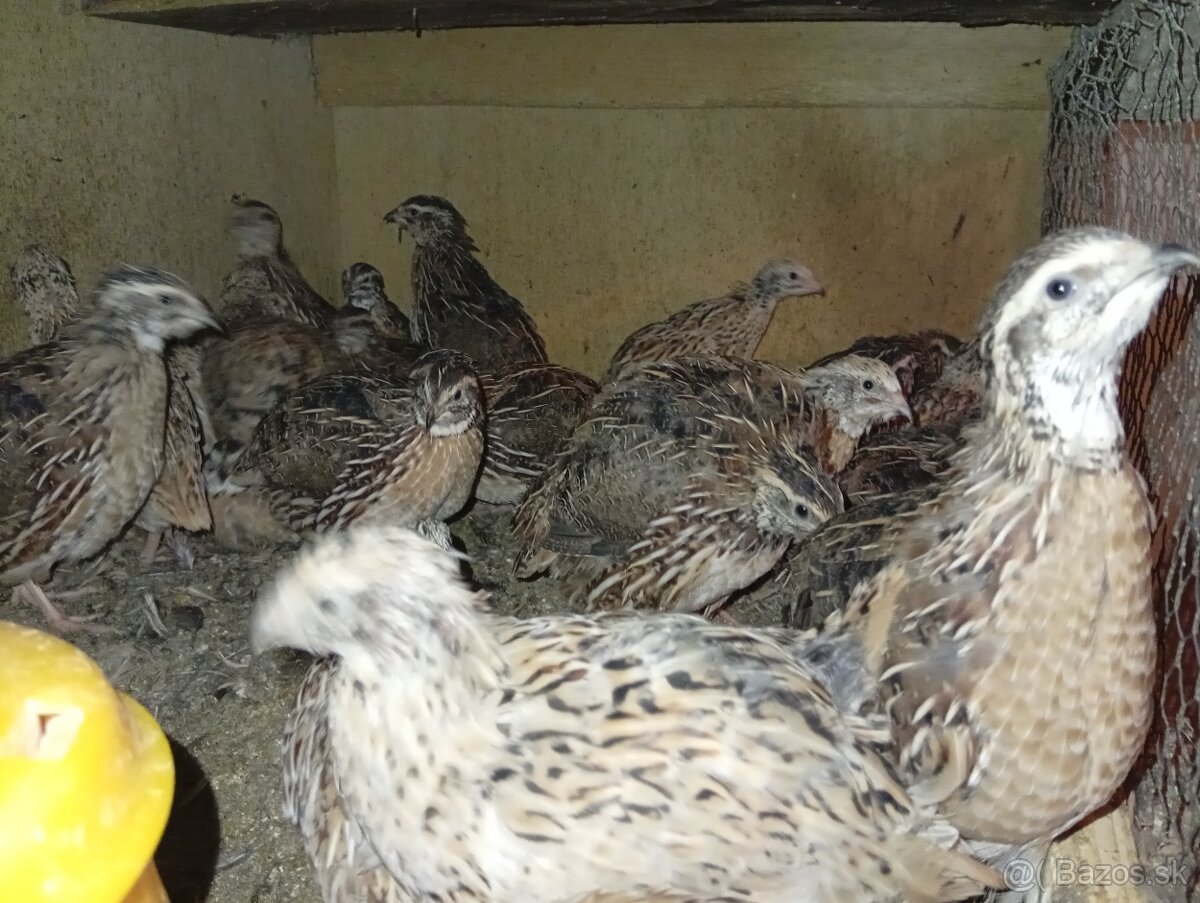 Japonske prepelice. - 3