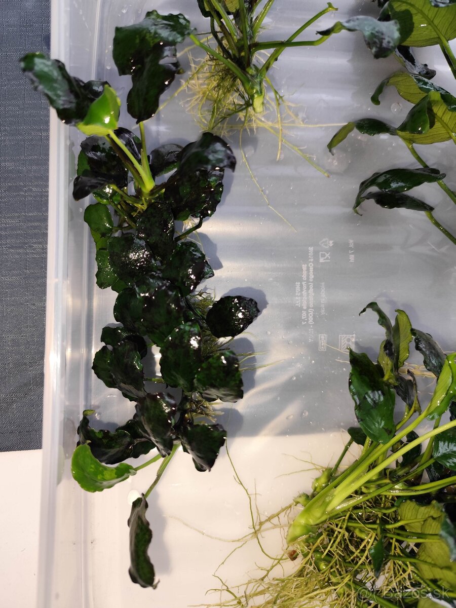 Akvarijné rastliny - 3