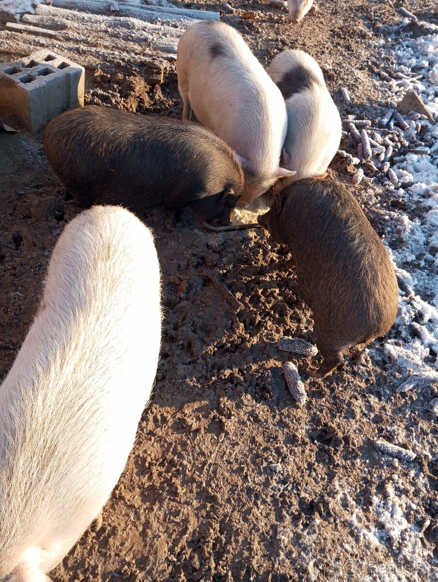 Vietnamske bio prasata - 3