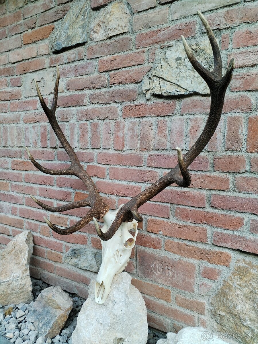 Trofej jeleňa - 3