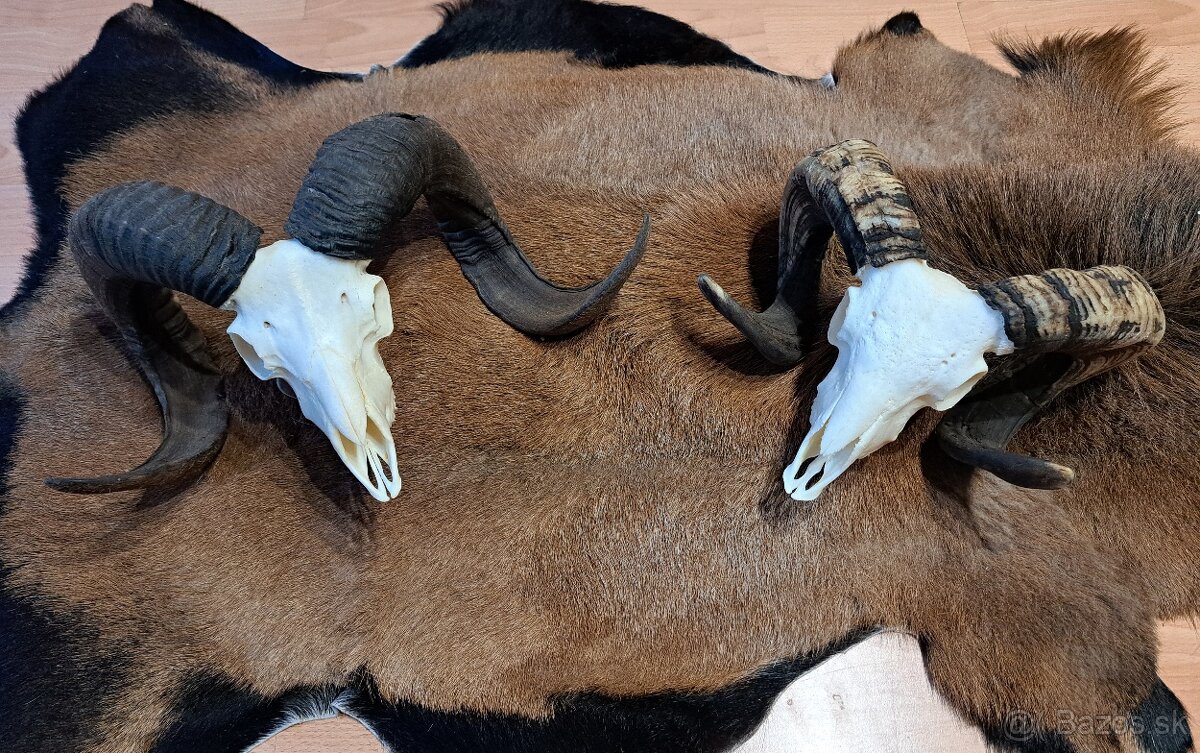 Trofeje, baran a cap - 3