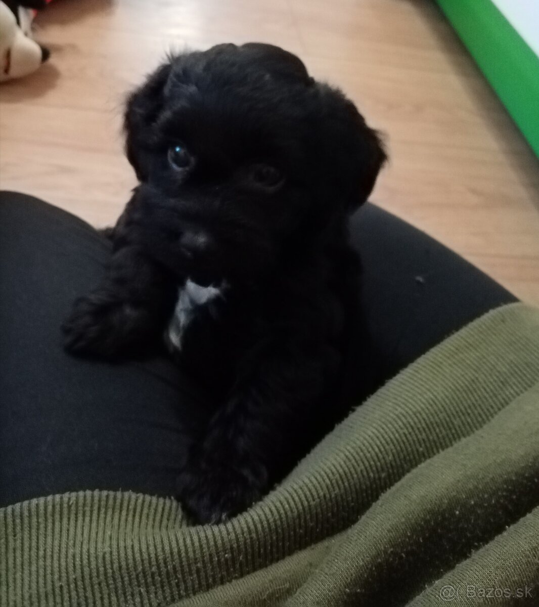 Kríženec pudla - 3