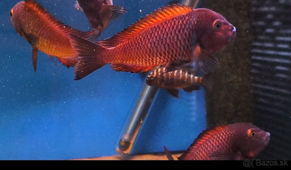 Tropheus Ndole Red Fluorescent - 3