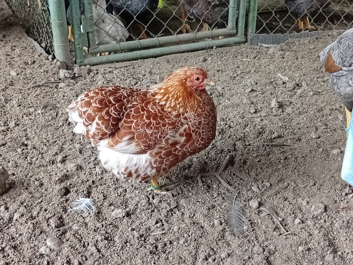Wyandotkak zdrobnela - 3