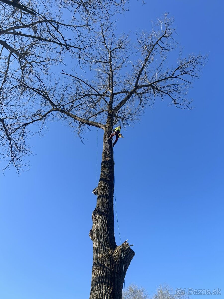 Výrub a rez stromov EastArbor - 3