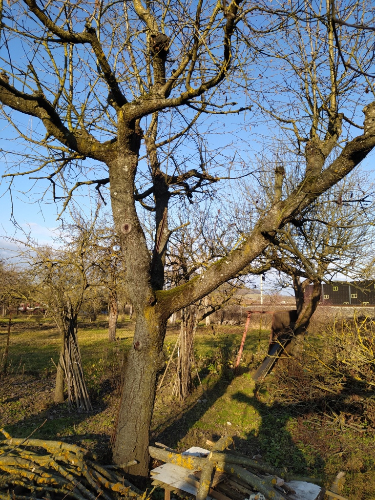 Čerešňové drevo - 3