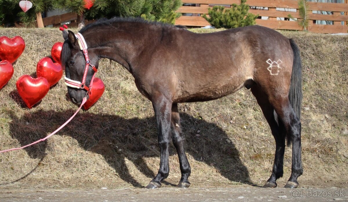 Čierny andalúzsky PRE v Poľsku, valach - 3