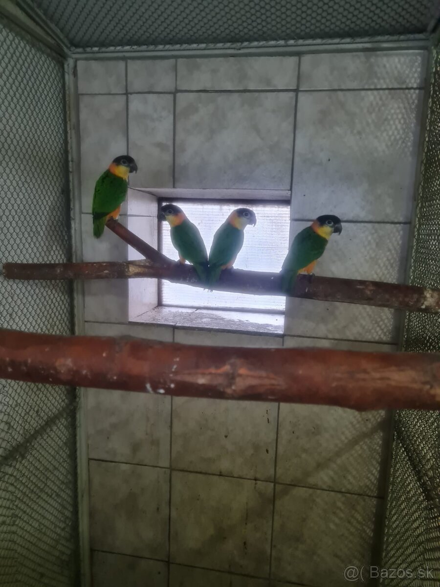 Amazonik čierotemenny - 3