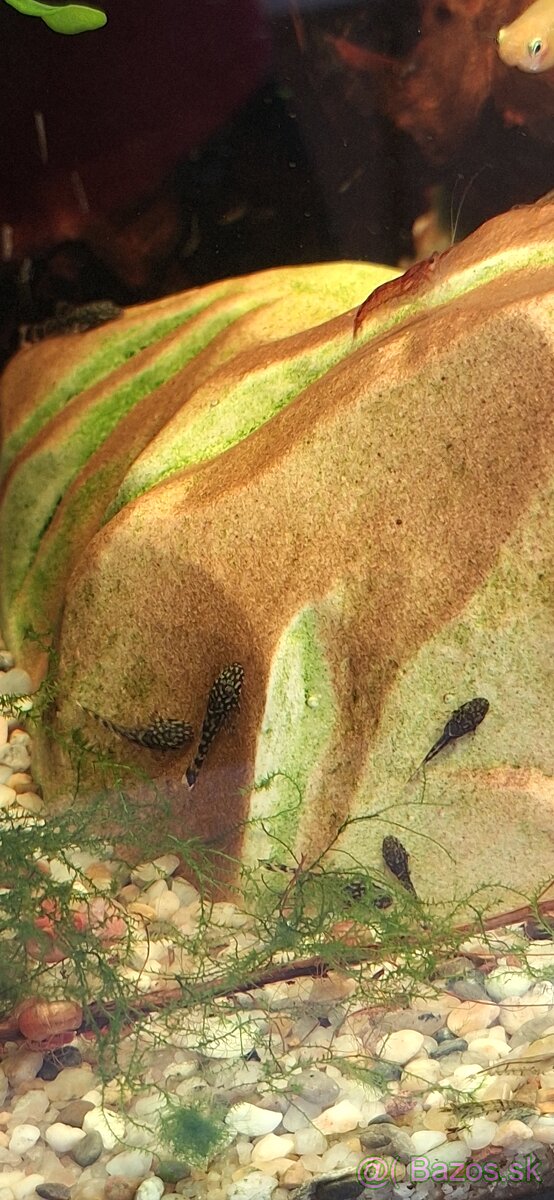 Darujem prísavníky a mach - 3