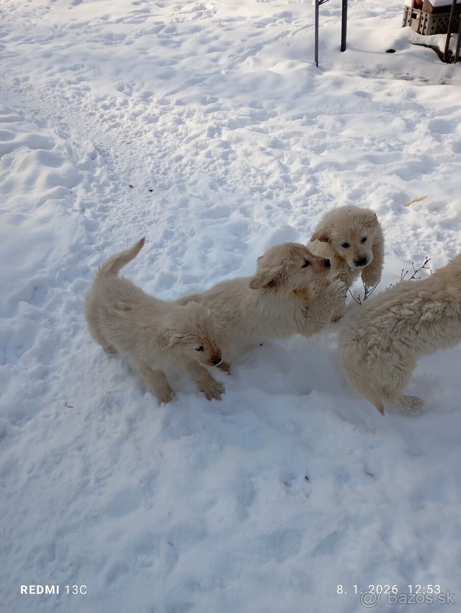 Zlatý retriever - 3