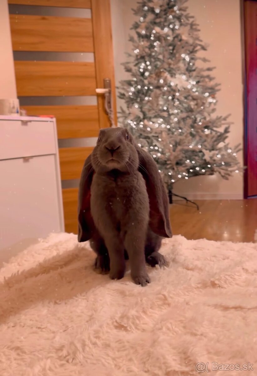 Anglický baranček - 3