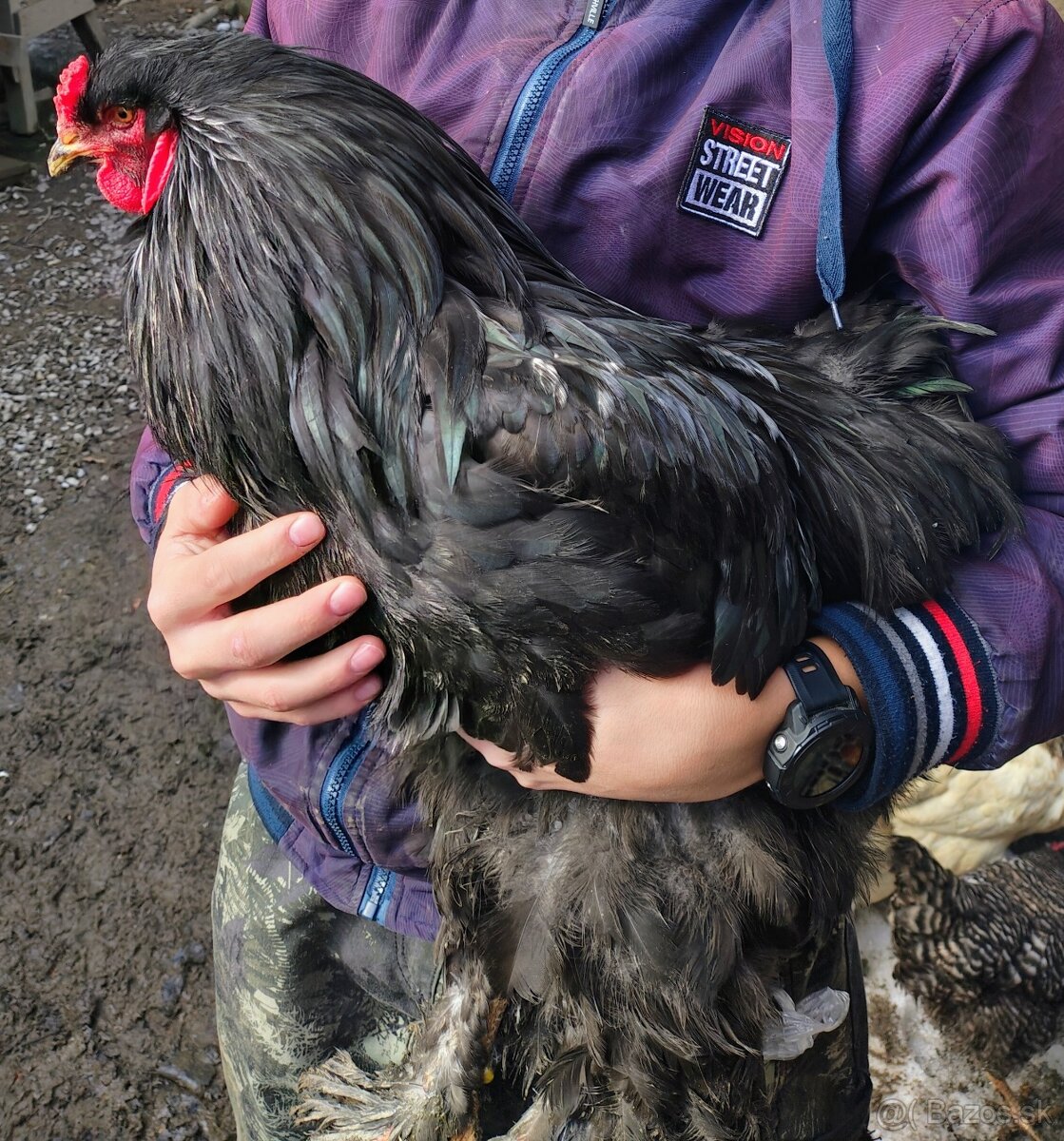 Brahman - čierny - 3