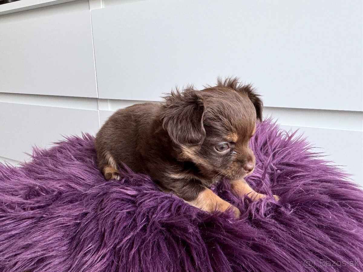 Predám šteniatka čivavy bez PP - 3