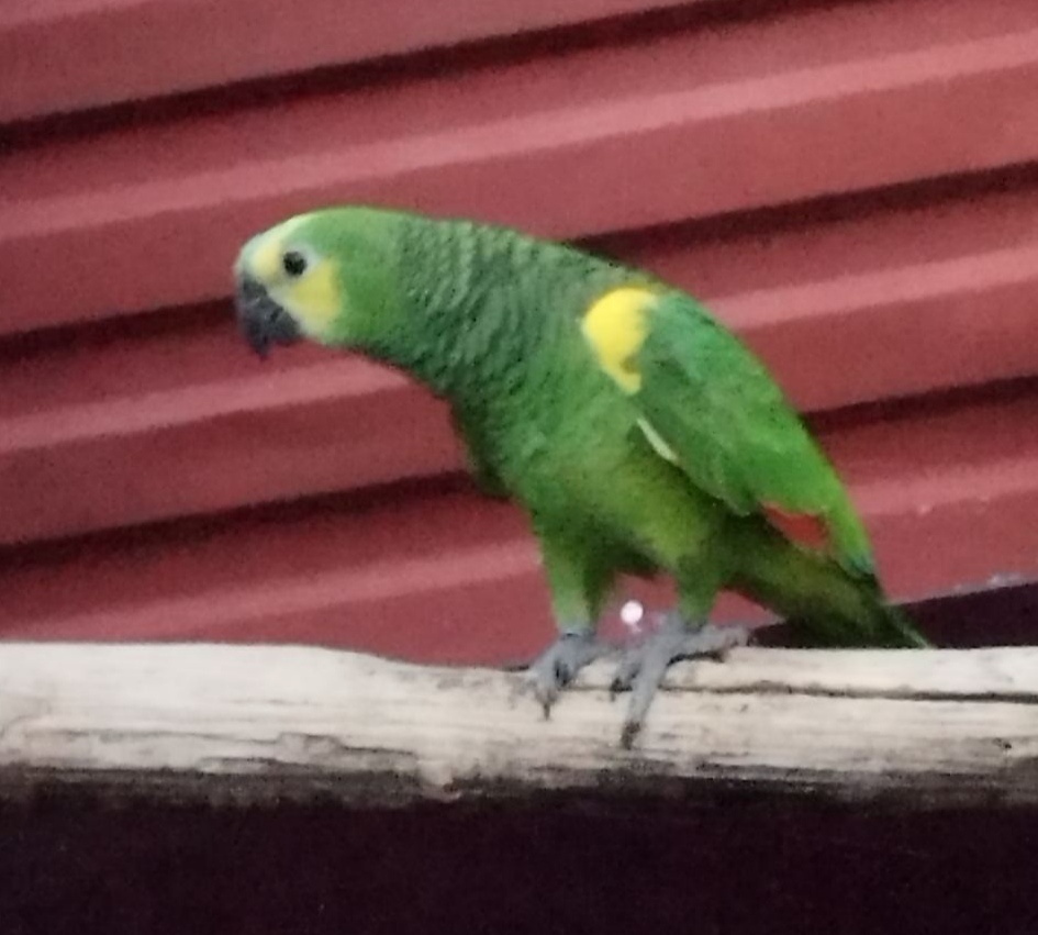 Amazoňan modročelý - 3