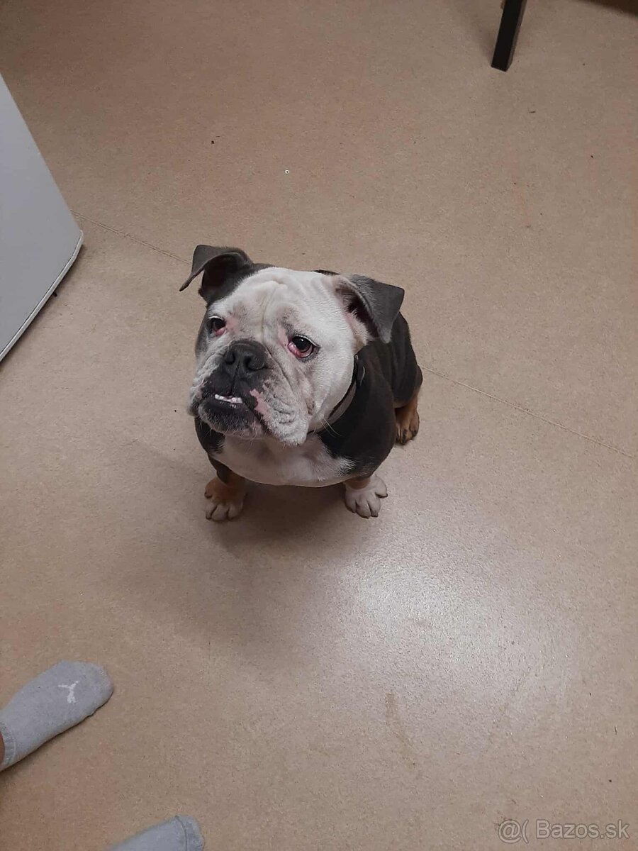2 rocna sucka na predaj anglicky buldog - 3
