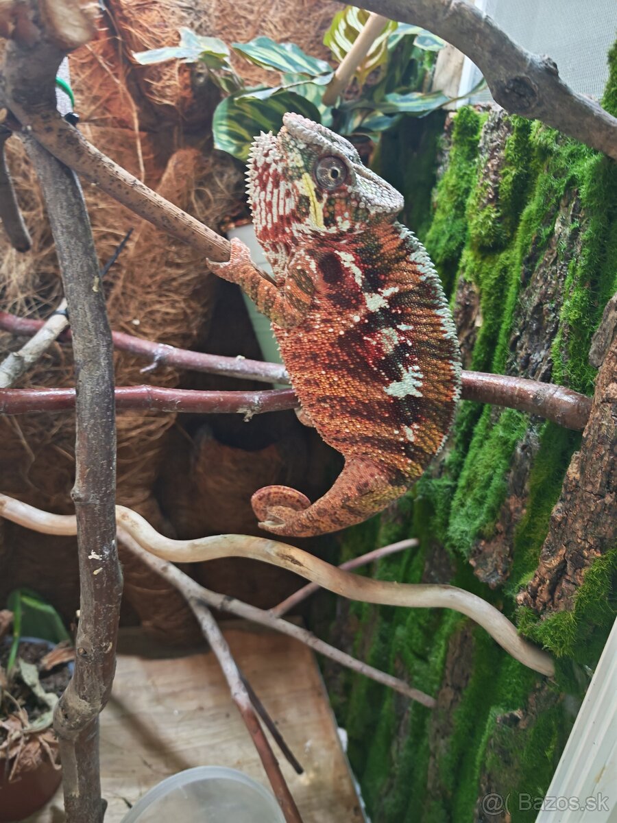 Chameleón pardali - 3