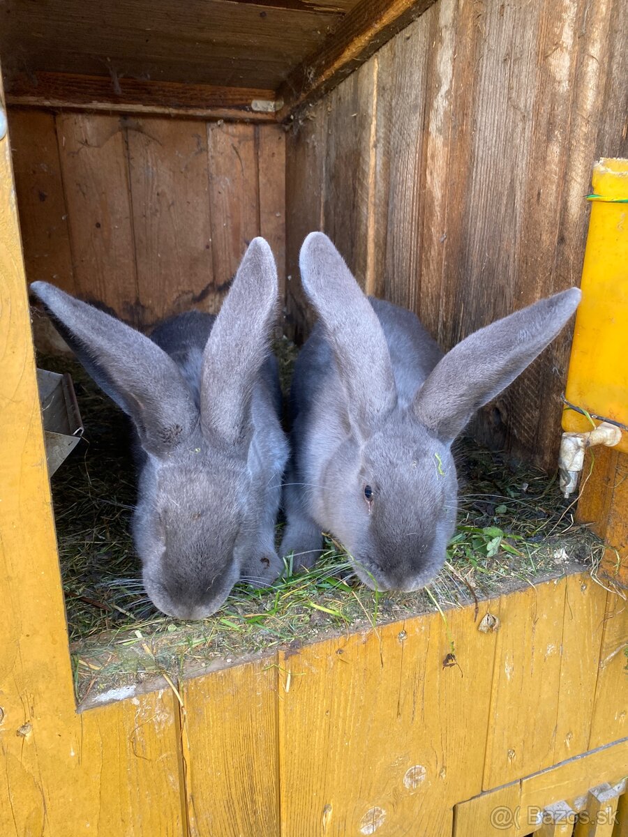 Predám zajacov - 3