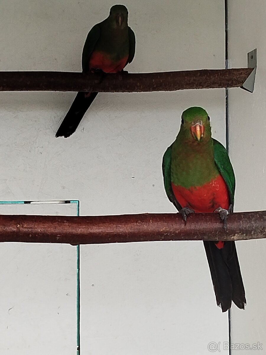 Papagáj kráľovský - 3