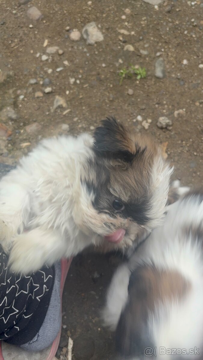 Krasne steniatko shitzu❤️❤️ - 3