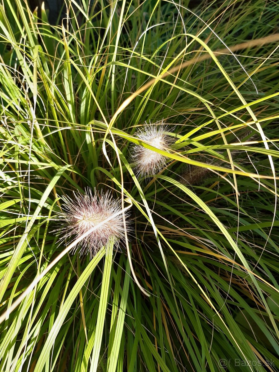 Pérovec psiarkovitý - semená trávy - 3