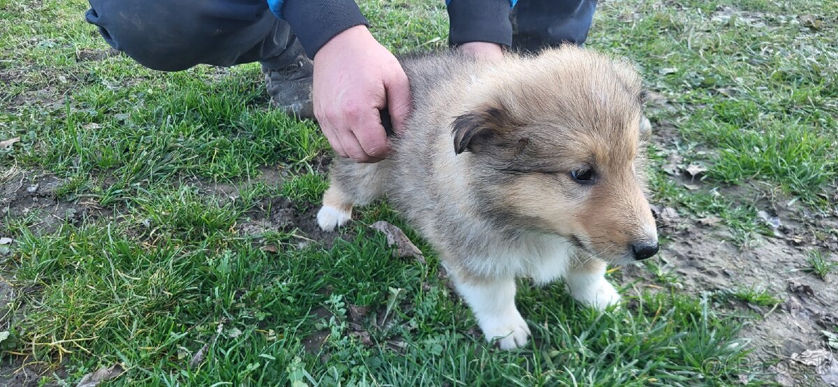 Kólia dlhosrstá - 3