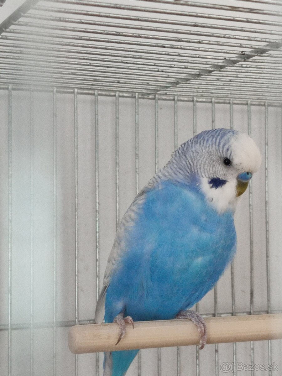 Andulka – dvojročný samček s kompletnou výbavou 🐦 - 3